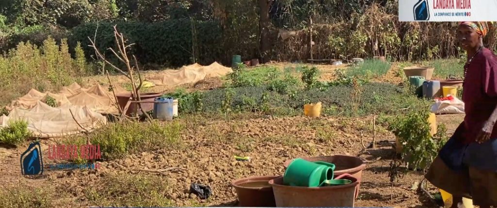 Franiko (Siguiri) : Les maraîchers au bord du gouffre, abandonnés face à la soif et au manque d’outils.